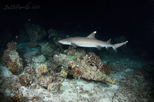 White Tip Reef Shark at Night
/ Maaya Thila - North Ari ... by Boris Pamikov 